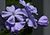 Plumbago, Cape Leadwort (Plumbago auriculata).jpg